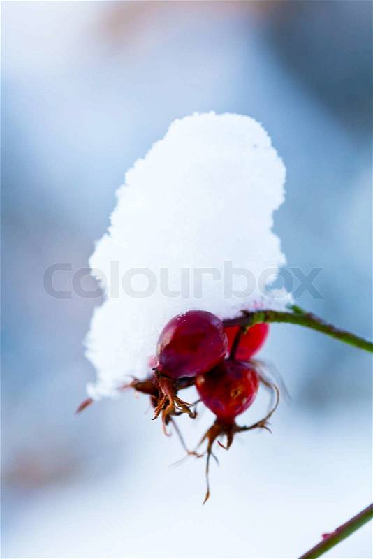 Frozen rose bush bud in Winter, stock photo