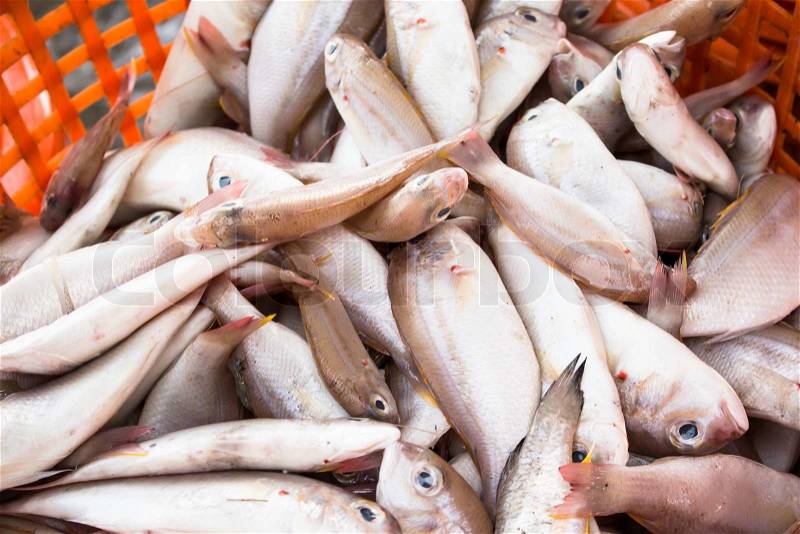 Stack of fresh fish in basket sold in fish dock market, stock photo