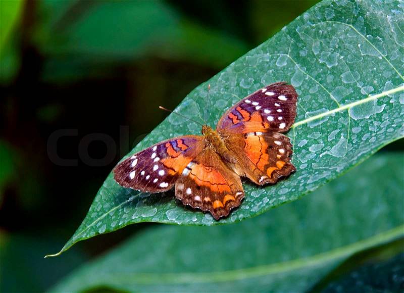 Beautiful butterfly on a green leaf in the butterfly garden, stock photo