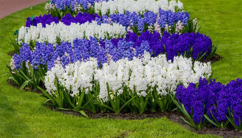 Beautiful spring flowers. hyacinths. spring garden. Colorful flowers, stock photo