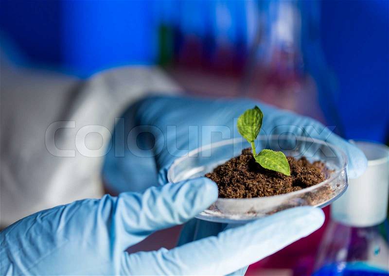 Science, biology, ecology, research and people concept - close up of scientist hands holding petri dish with plant and soil sample in bio laboratory, stock photo