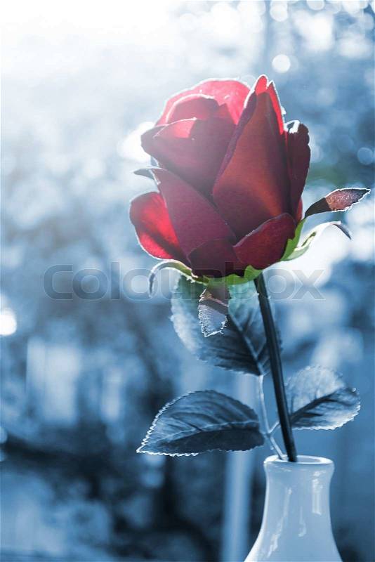Red roses flower in glass vase with natural light in valentine day, stock photo