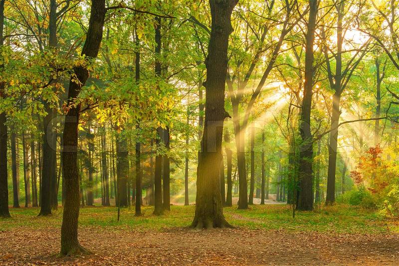 Bright rays of the sun in the morning empty forest, stock photo