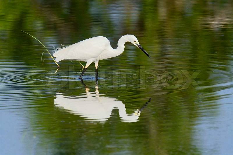 Great white egret stands in wildlife pond , stock photo