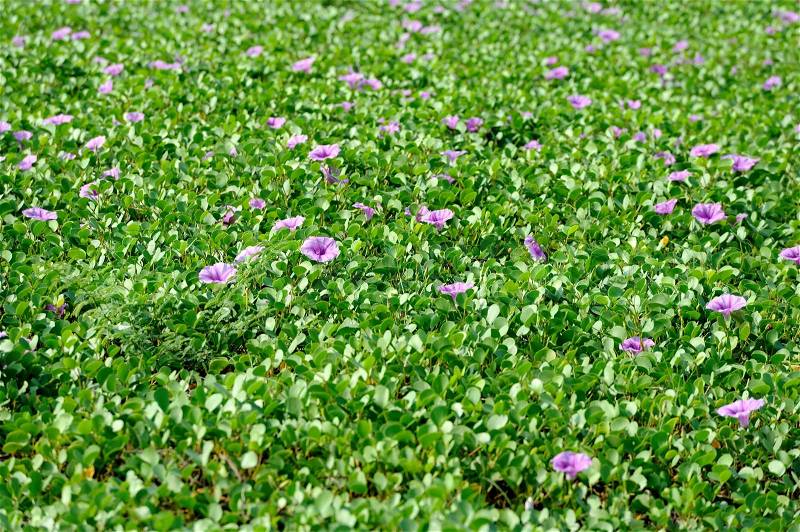 Violet flowers and green grass on the beach in Sri Lanka, stock photo