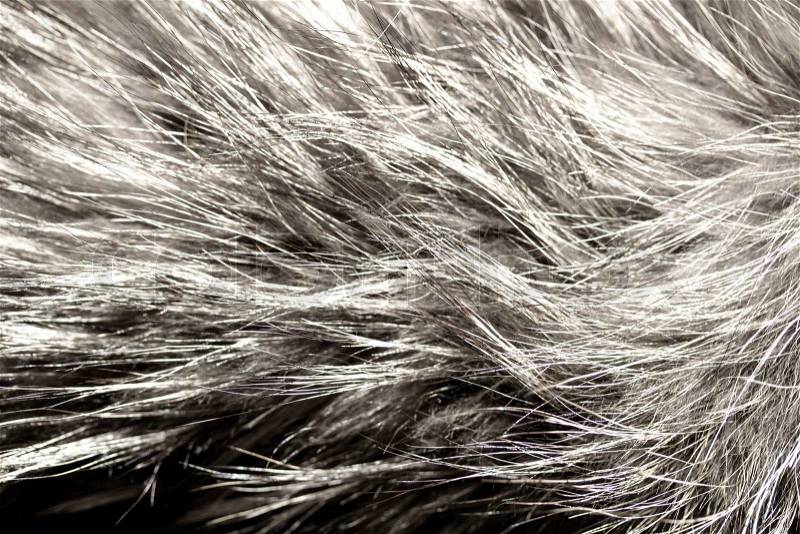 Close up shot of abstract gray fur background, stock photo