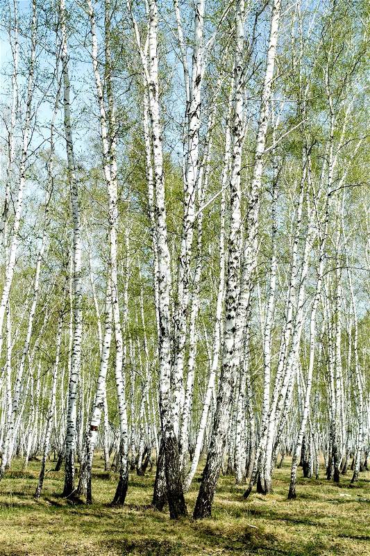 Spring birch forest landscape, stock photo