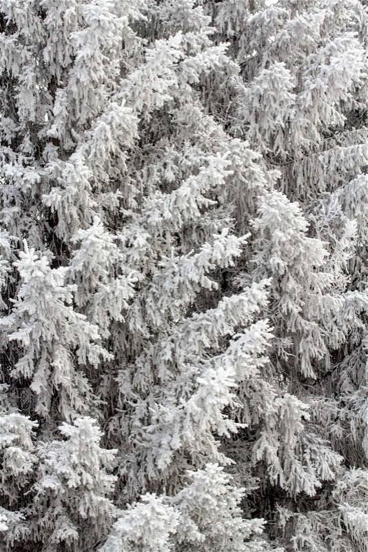 Winter landscape trees in snow, stock photo
