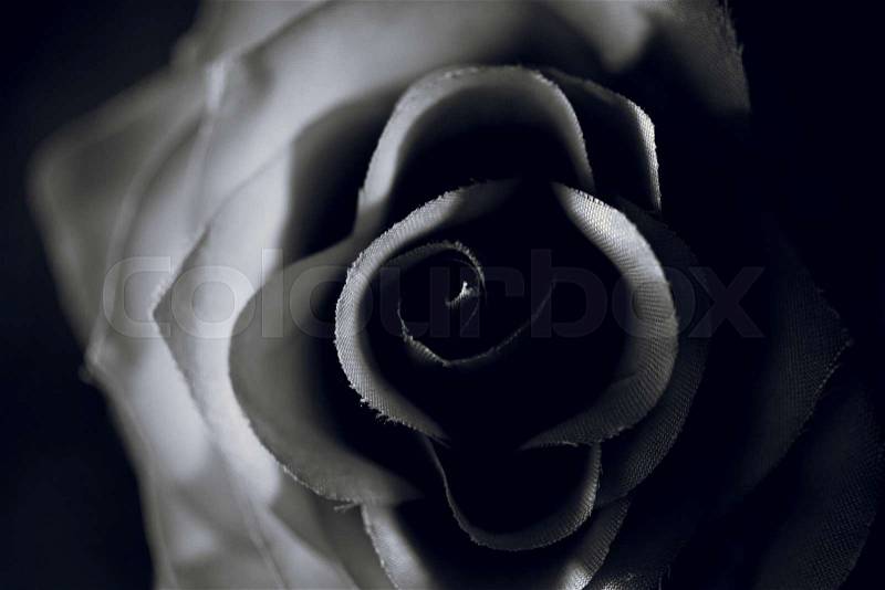 Closeup black and white photo of artificial rose over black background, stock photo