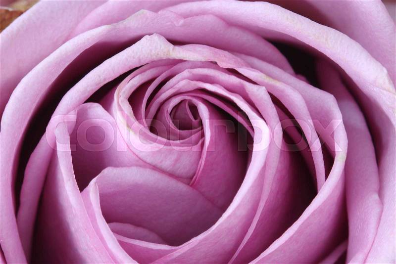 Close up macro pink purple rose,, stock photo