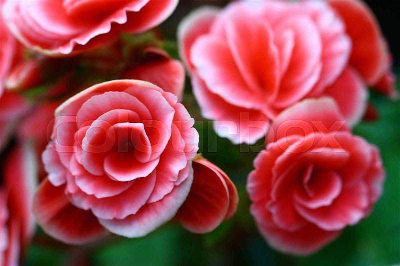 Close up macro pink Fairy Rose in garden, stock photo