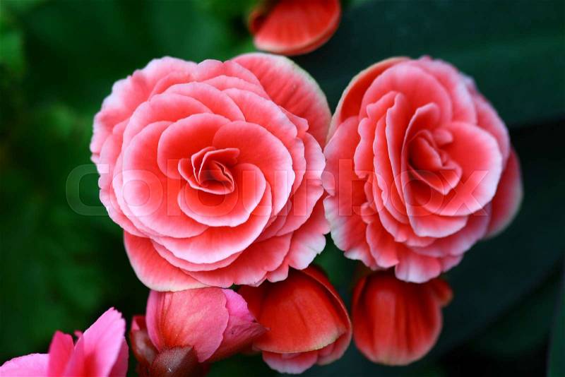 Close up macro pink Fairy Rose in garden, stock photo