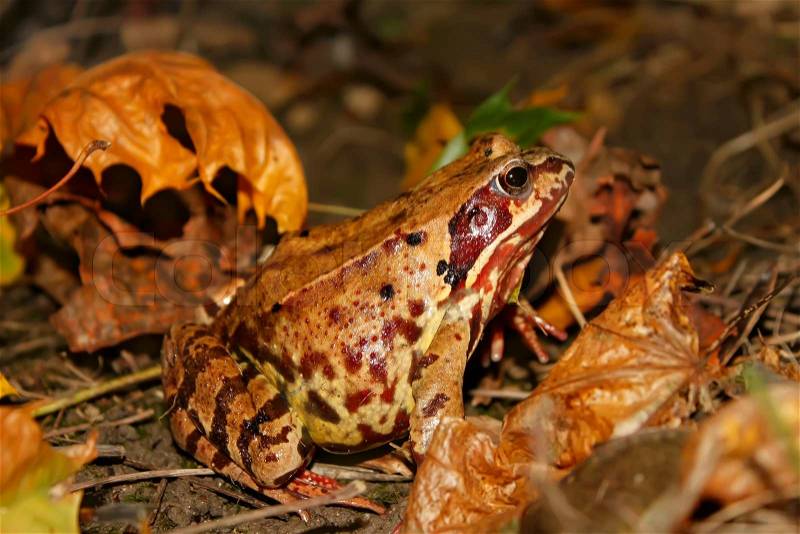 Meadows frog in the woods in autumn (I). Latin name: Rana temporaria, stock photo