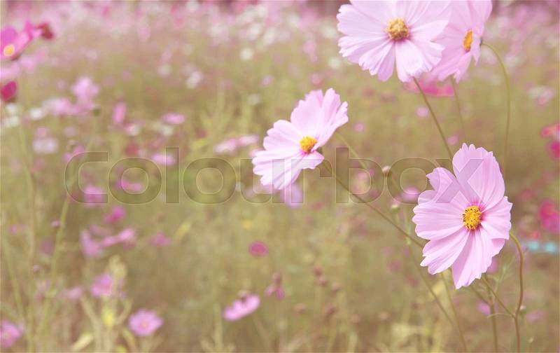 Cosmos colorful flower in the field, stock photo