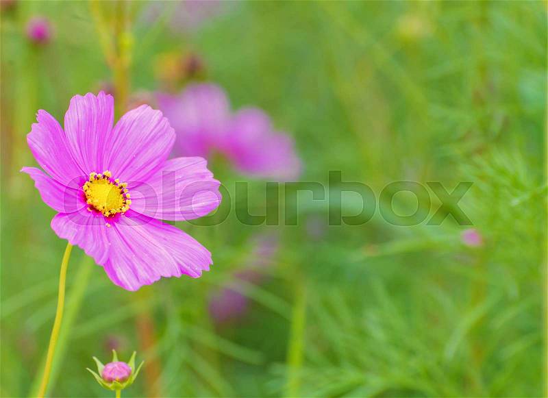 Cosmos colorful flower in the field, stock photo