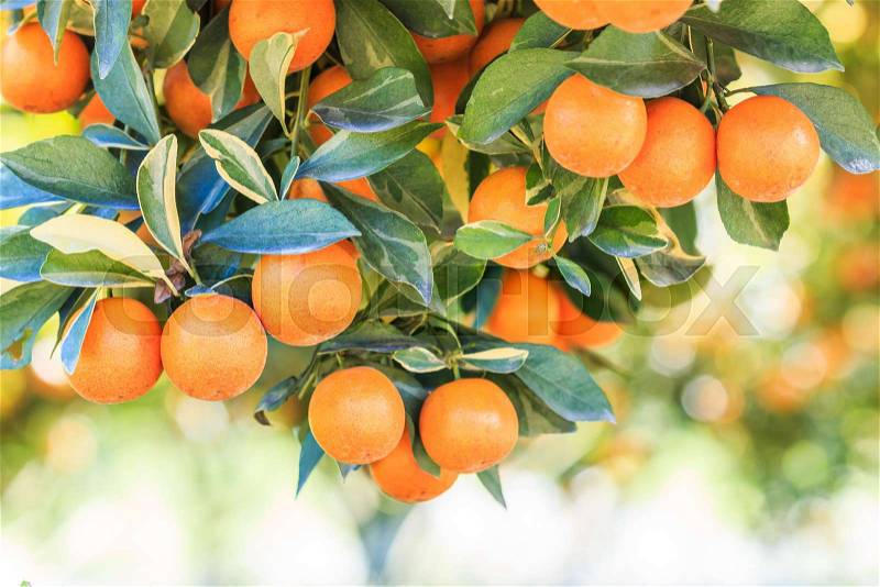 Orange tree - Orange Farm - Orange Park, stock photo
