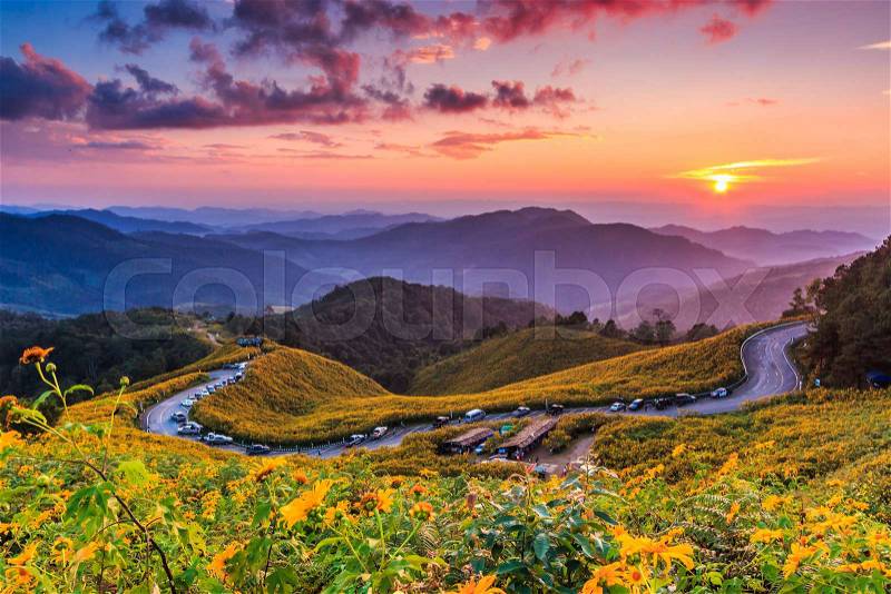 Landscape sunset nature flower Tung Bua Tong Mexican sunflower in Maehongson, Thailand, stock photo