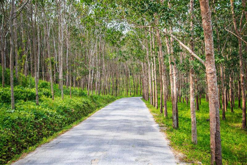Street tree tunnel in rubber trees, stock photo