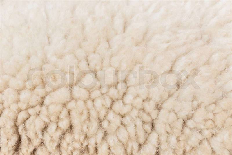 Wool sheep closeup for background, stock photo