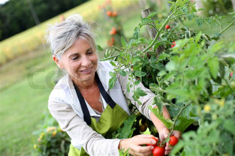 Senior woman picking tomatoes from vegetable garden, stock photo