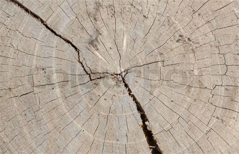 Tree stumps and felled forest deforestation, stock photo