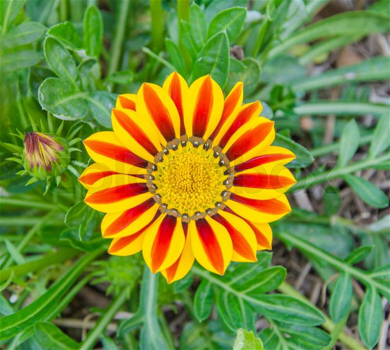 Gazania sunny flower, stock photo