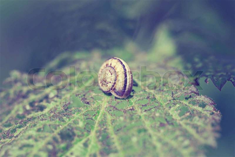 Snail on plant leaf close up green. Vintage style pictures, stock photo