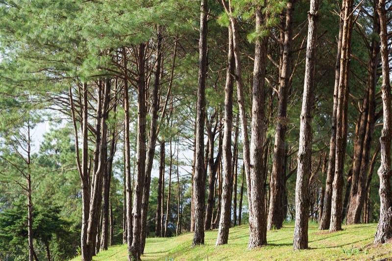 Pines growing on the grassy knoll. Pine growing on the lawn on a hill in the park, stock photo