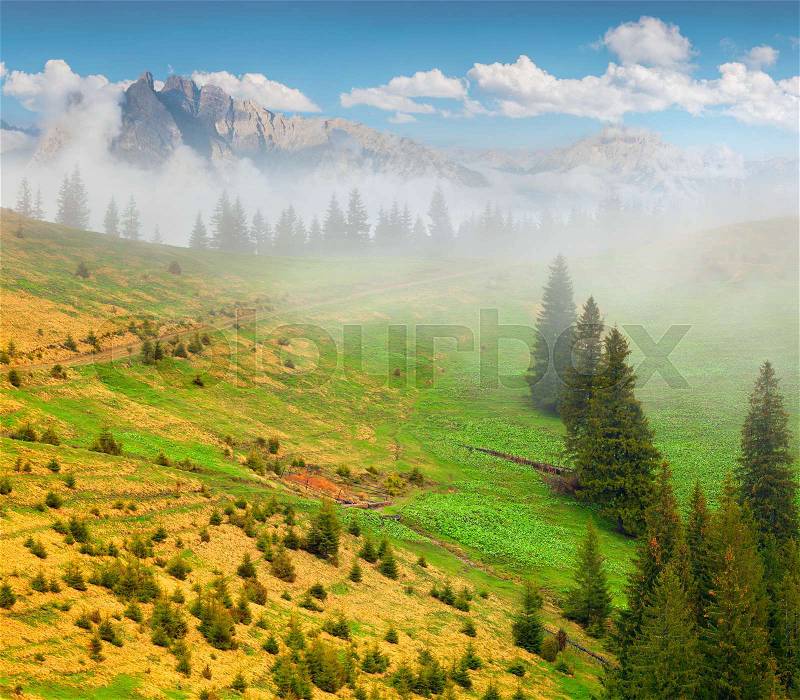Beautiful spring landscape in the foggy mountains. , stock photo
