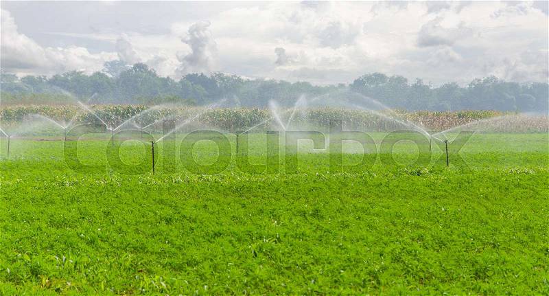 Morning view of a hand line sprinkler system in a farm field, stock photo