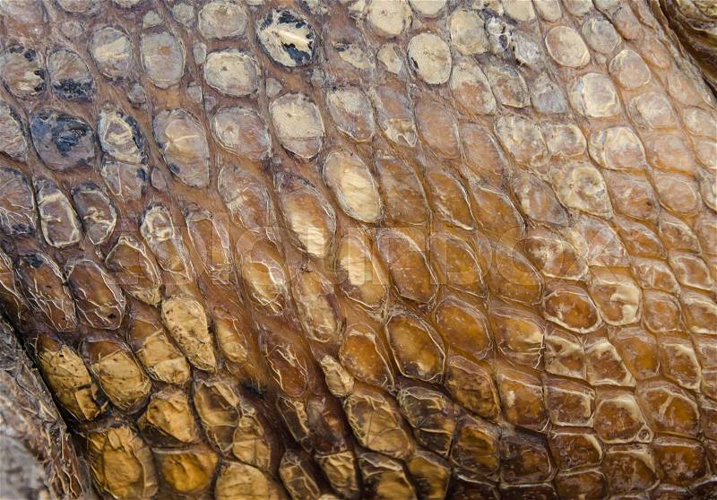 Crocodile skin texture for background, stock photo
