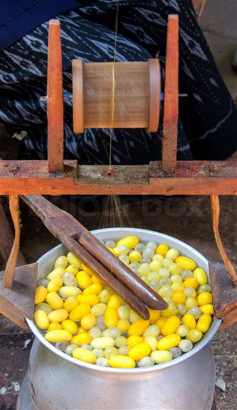 Silk Production Process, making of the cocoon silkworm from egg to worm, stock photo