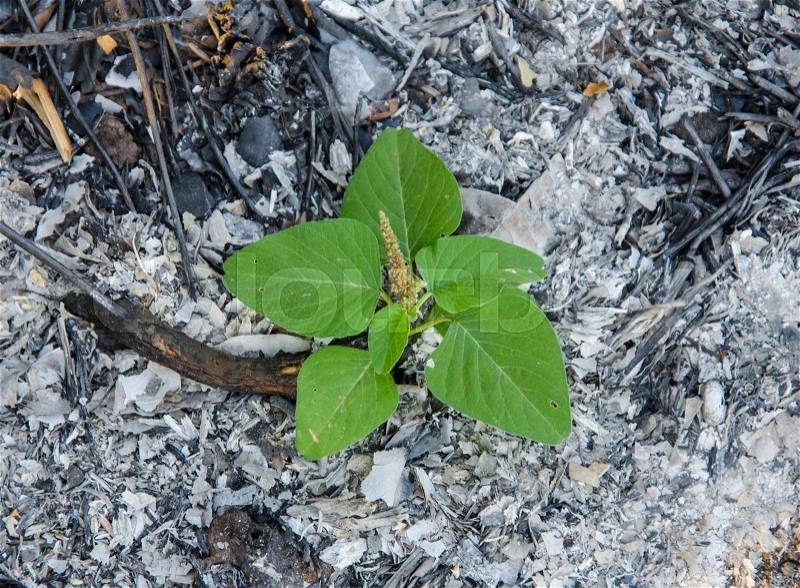 Tree plant grows up from the ashes, stock photo