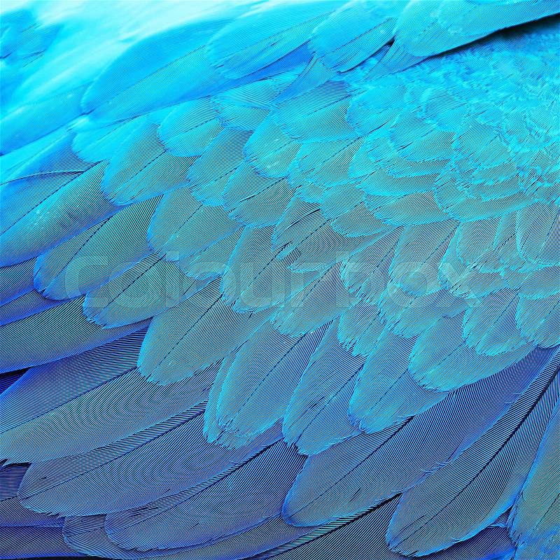 Bird feathers, Blue and Gold Macaw feathers, texture background abstract, stock photo