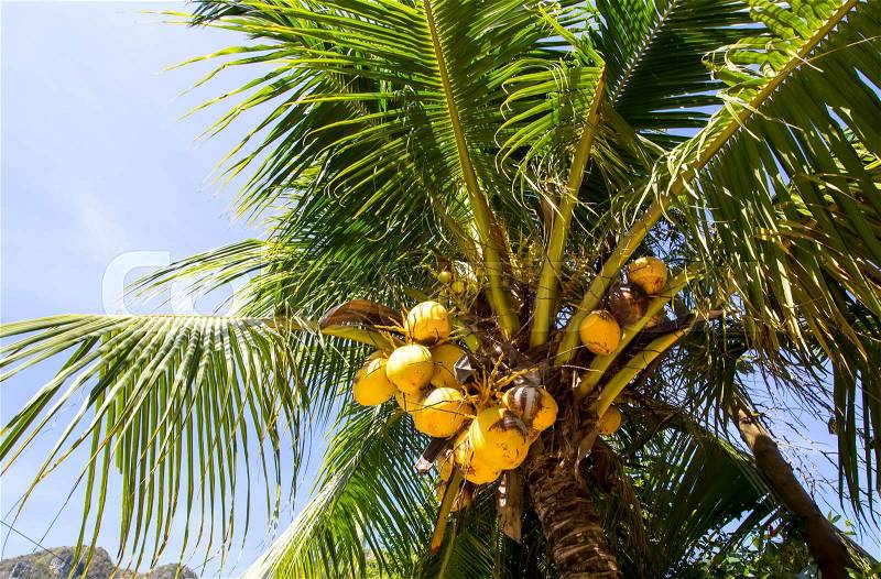 Ripening coconut on coconut palms close-up shot, stock photo