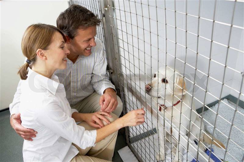 Stock image of \'pet insurance, visiting, collecting\'