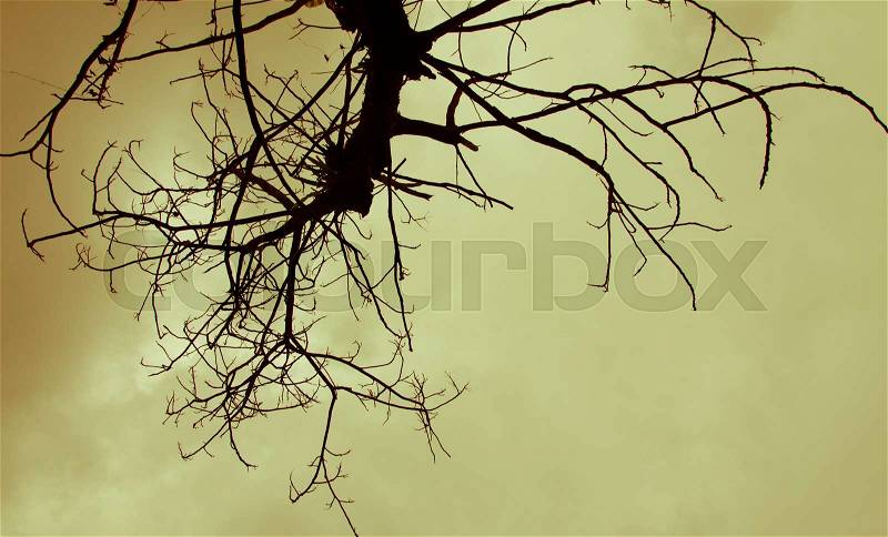 Dead tree with a surreal scary red sky for Halloween, stock photo