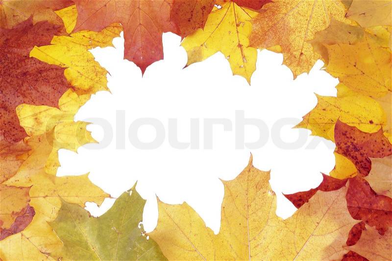 Framework for photos from multi-coloured maple leaves, stock photo