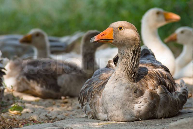Domestic geese. Focus point - gray goose head, stock photo