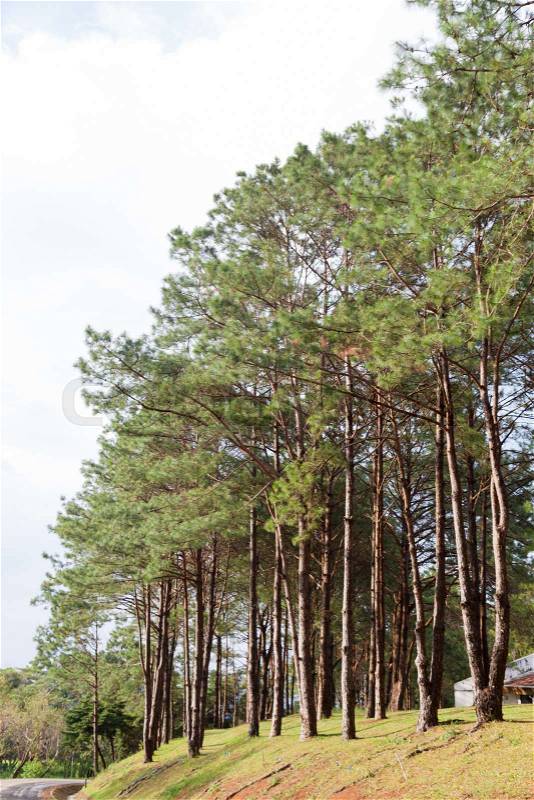 Pines growing on the grassy knoll. Pine growing on the lawn on a hill in the park, stock photo