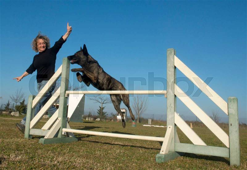 Jumping Dutch Shepherd Dog in a training of agility, stock photo