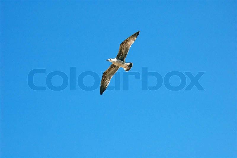 Seagull bird flight blu sky, stock photo