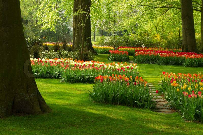 Colorful green lawn and spring flowers in holland park Keukenhof, Netherlands, stock photo