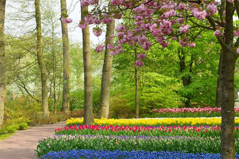 Colorful spring cherry tree with tulip flowers in holland park Keukenhof, Netherlands, stock photo