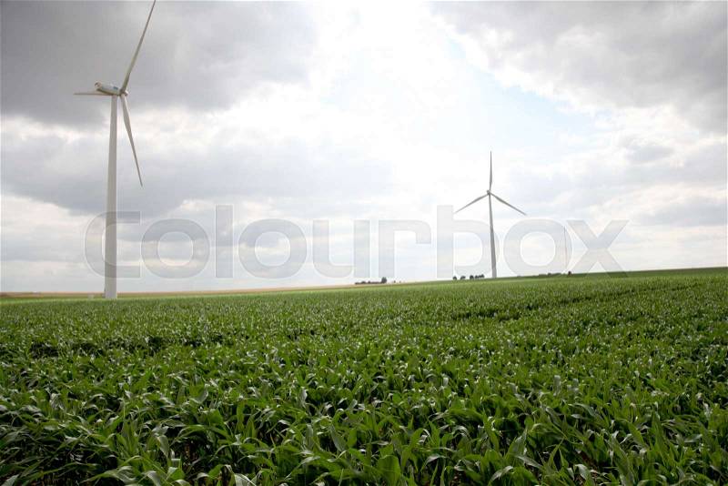View of wind turbines in corn field, stock photo