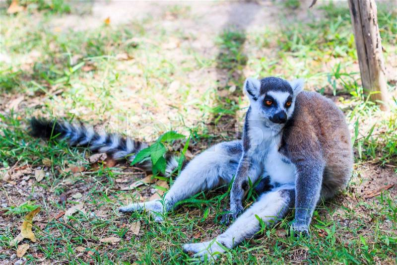 Ring-tailed lemur - Lemur catta, stock photo