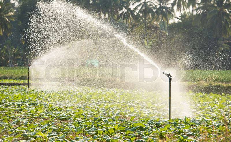 Morning view of a hand line sprinkler system in a farm field, stock photo