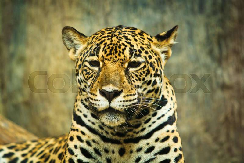 Jaguar and lived in Central America and South America, stock photo