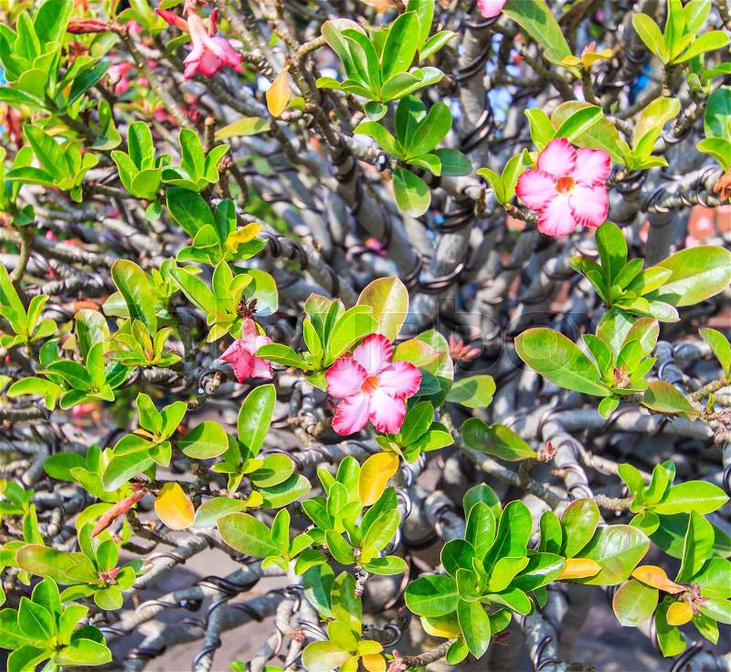 Desert Flower, adenium obesum ,Bonsai tree, stock photo