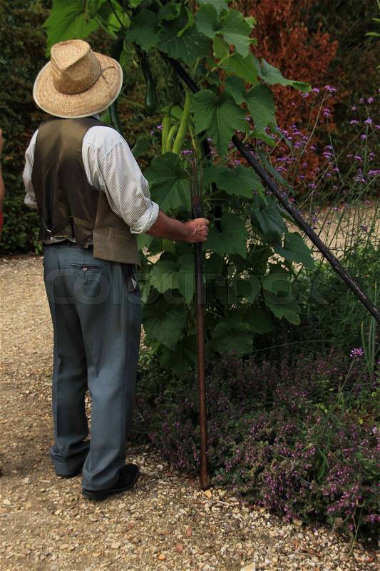 The gardener looks to the hanging zucchini in the garden in the summer in England, stock photo